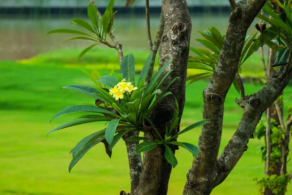 黄色のフランジパニの木は カンボジアの学名がPlumeriaで 熱帯地方に自生する小さな木です これらの美しい植物の花は 伝統的なハワイのリースを作るのに使用されます — ストック写真