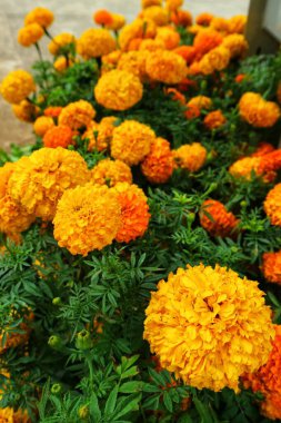Marigold çiçeği Tagetes erecta L, parlak bir renge sahiptir, yani parlak sarı renge. Bu çiçek genellikle bir süs bitkisi olarak toplanır ve düğünlerde yaygın olarak kullanılır..