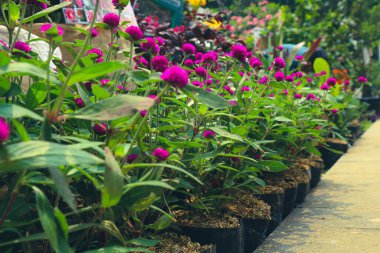 Bilimsel adı Gomphrena globosa olan erik bekar düğmesi hem bahçe hem de keseli çiçek kullanımı için mükemmeldir; yuvarlak erik çiçekleri yazın görünür ve sonbaharda çiçek açar; son derece sert, dayanıklı, sıcak, nemli ve ıslak koşullar için mükemmeldir; güneşli için mükemmeldir