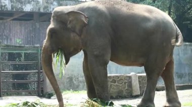 Bu, Vahşi Yaşam Parkı 'ndaki (Elephas maximus sumatranus) Sumatran filinin fotoğrafı. Bu fil sadece Sumatra adasında yaşayan Asya filinin bir alt türüdür..