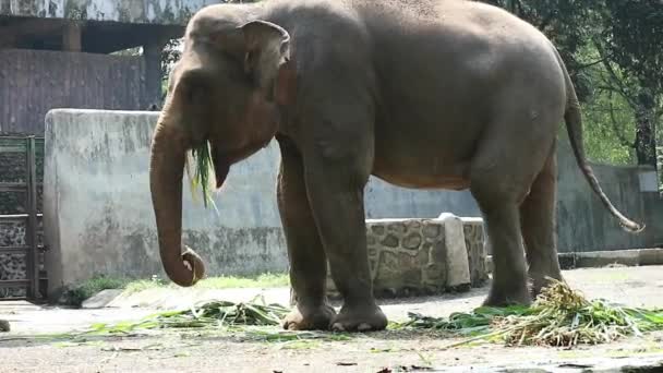 Dies Ist Ein Foto Des Sumatra Elefanten Elephas Maximus Sumatranus — Stockvideo