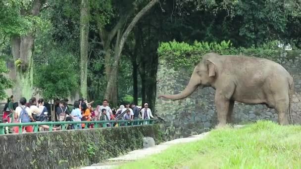 2022年10月にインドネシアのジャカルタ ラグナン動物園への訪問者は 野生動物公園や動物園でスマトラゾウ ゾウの最大サマトラヌス と一緒に写真を撮っています — ストック動画