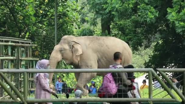 Jakarta Indonesia Ottobre 2022 Visitatori Dello Zoo Ragunan Stanno Osservando — Video Stock