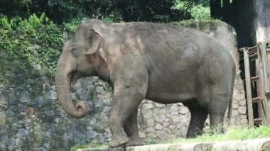 Bu, Vahşi Yaşam Parkı 'ndaki (Elephas maximus sumatranus) Sumatran filinin fotoğrafı. Bu fil sadece Sumatra adasında yaşayan Asya filinin bir alt türüdür..