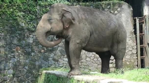 これは野生動物公園や動物園のスマトラゾウ Elephas Maxus Sumatranus の写真です この象はスマトラ島だけに生息するアジアゾウの亜種です — ストック動画