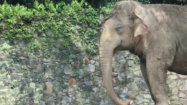 这是苏门答腊象 Elephas Maximus Sumatranus 在野生动物公园或动物园的照片 这头大象是仅生活在苏门答腊岛上的亚洲象的亚种 — 图库视频影像
