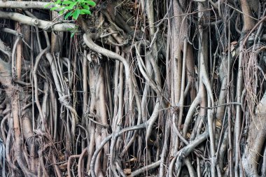 Banyan hanging root is a type of root that grows from the branches of the banyan tree that extends down to touch the ground. It serves as respiration or exhalation that goes into the soil to absorb water nutrients.