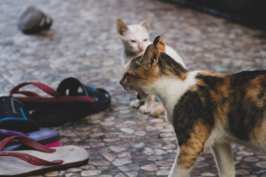 Bokeh 'li sokak kedisinin fotoğrafı. Sokak kedisi, hayatı sokaklarda dolaşan bir kedidir..