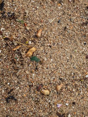 Several peanut shells scattered on the beach sand. This is one of the rubbish that litters the beach. Suitable for environmental themed template backgrounds.