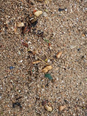 Several peanut shells scattered on the beach sand. This is one of the rubbish that litters the beach. Suitable for environmental themed template backgrounds.