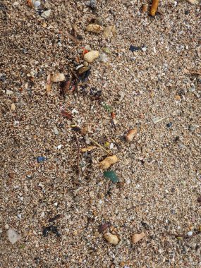 Several peanut shells scattered on the beach sand. This is one of the rubbish that litters the beach. Suitable for environmental themed template backgrounds.