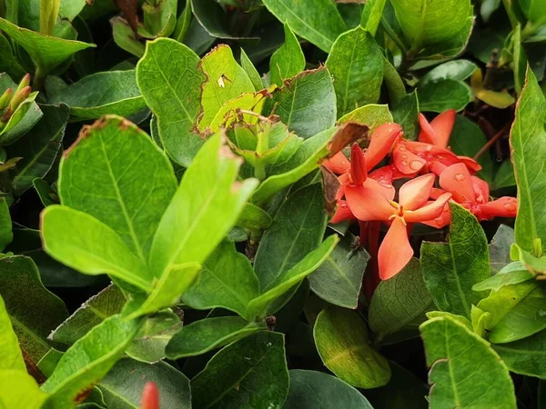 Jungle geranium or Ixora coccinea is a species of flowering plant in the Rubiaceae family. It is a common flowering shrub native to South India, Bangladesh and Sri Lanka.