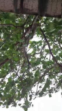Video of a leaf on a tree blowing in the wind. This is on Semat beach in Jepara, Central Java.