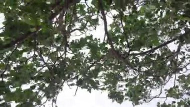 Video of a leaf on a tree blowing in the wind. This is on Semat beach in Jepara, Central Java.