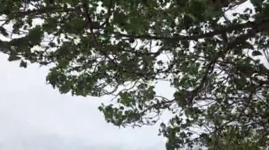 Video of a leaf on a tree blowing in the wind. This is on Semat beach in Jepara, Central Java.