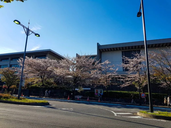 2019年4月 日本东京 四月份在日本东京江户城堡的Kitahanebashi Mon或Kitahanebashi门附近的街景 有些白色的樱花 虽然已经开始凋谢 却依然盛开 — 图库照片