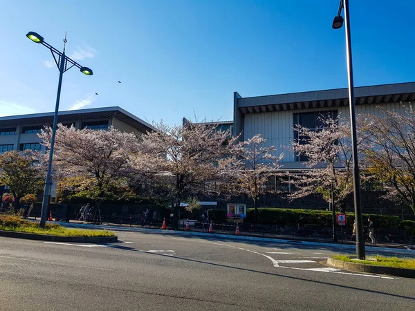 2019年4月 日本东京 四月份在日本东京江户城堡的Kitahanebashi Mon或Kitahanebashi门附近的街景 有些白色的樱花 虽然已经开始凋谢 却依然盛开 — 图库照片