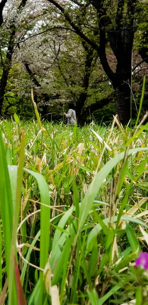 Tokio Japón Abril 2019 Turistas Disfrutando Del Parque Nacional Tokio —  Fotos de Stock