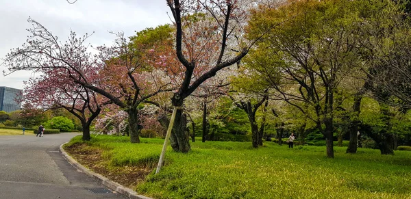 2019年4月 日本东京 游览东京国家公园的游客 新宿国园 Shinjku Gyoen National Garden 是日本东京新宿和石谷地区的一个大型公园 这个花园是江户内户人家的住所 — 图库照片