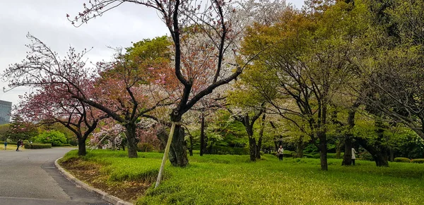 2019年4月の東京 東京国立公園を楽しむ観光客 新宿御苑 新宿ぎょうえん 東京都新宿区と渋谷区にある公園 元々は江戸時代の内藤家の邸宅であった — ストック写真