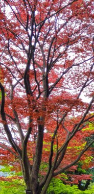 Sonbahar yaprakları, Japon Kırmızı Akçaağaç ve Tokyo Shibuya Milli Parkı 'nda yapraklar.