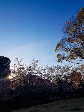 Nisanda Tokyo Shibuya Ulusal Parkı 'nda bir sürü yeşil yaprağı ve dalları olan ağaçların arasından güneş ışığı huzmesi..