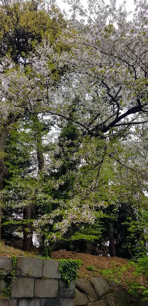 Hojas Primavera Árbol Arce Japonés Hojas Parque Nacional Shibuya Tokio —  Fotos de Stock