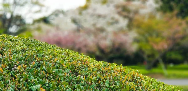 Атмосфера Східних Садів Імператорського Палацу Токіо Квітні Деякі Сакури Листя — стокове фото