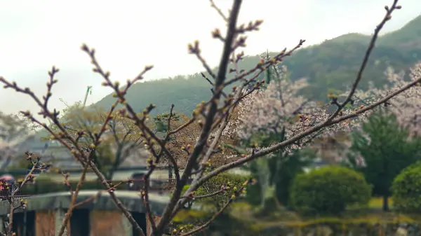 Condizione Uno Dei Giardini Giapponesi Arashiyama Nella Tarda Primavera Alcuni — Foto Stock