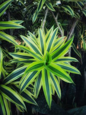 Örümcek bitkisi ya da Paris zambağı, Latince adı Chlorophytum comosum olan ve genellikle odayı dekore etmek için kullanılan bir bitkidir. En popüler örümcek türlerinin yeşil ya da beyaz çizgili uzun yaprakları vardır..