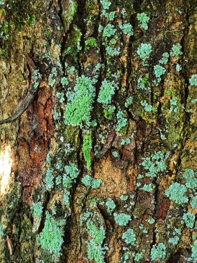 Yosun gibi bir ağaç kabuğu. Yosun büyür ve sopa yeşildir.