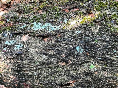 Yosun gibi bir ağaç kabuğu. Yosun büyür ve sopa yeşildir.