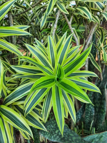 Planta Aranha Lírio Parisiense Uma Planta Com Nome Latino Chlorophytum — Fotografia de Stock
