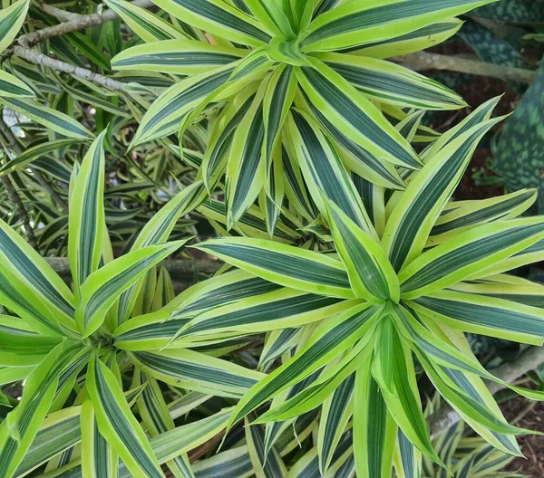 Planta Aranha Lírio Parisiense Uma Planta Com Nome Latino Chlorophytum — Fotografia de Stock