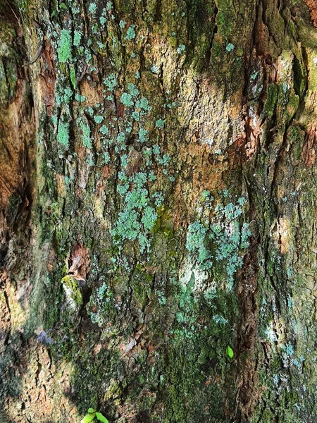 一棵长满青苔的树皮 长得又粘又绿的苔藓 — 图库照片