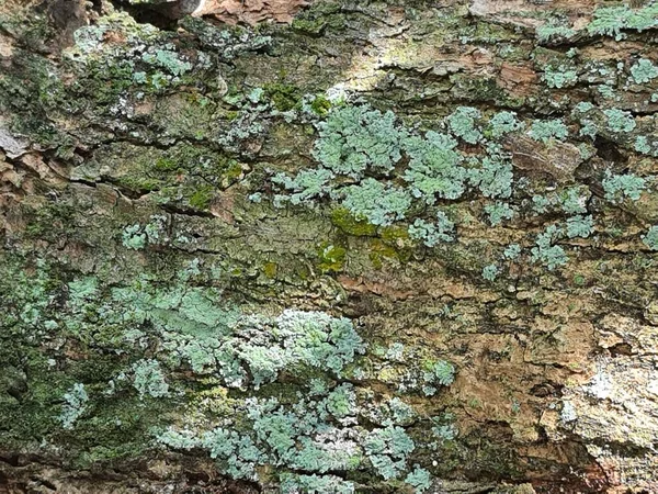 나무의 끈적끈적 자라고 막대기가 초록색 — 스톡 사진