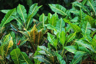 Saflık, puding veya croton (Codiaeum variegatum), yaprakların çok çeşitli şekil ve renkleri olan bir çalılık şeklinde popüler bir bahçe süsleme bitkisidir. Bu fotoğrafta, croton yaprakları çok güzel.