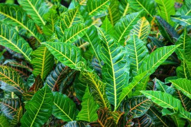 Saflık, puding veya croton (Codiaeum variegatum), yaprakların çok çeşitli şekil ve renkleri olan bir çalılık şeklinde popüler bir bahçe süsleme bitkisidir. Bu fotoğrafta, croton yaprakları çok güzel.