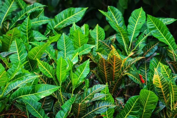 Versare Budino Crotone Codiaeum Variegatum Una Popolare Pianta Ornamentale Cortile — Foto Stock