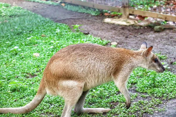 Canguro Terricolo Agile Wallaby Macropus Agilis Noto Anche Come Wallaby — Foto Stock