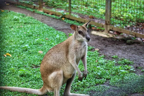 Canguro Terricolo Agile Wallaby Macropus Agilis Noto Anche Come Wallaby — Foto Stock