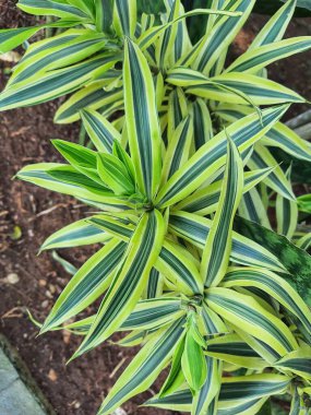 Örümcek bitkisi ya da Paris zambağı, Latince adı Chlorophytum comosum olan ve genellikle odayı dekore etmek için kullanılan bir bitkidir. En popüler örümcek türlerinin yeşil ya da beyaz çizgili uzun yaprakları vardır..