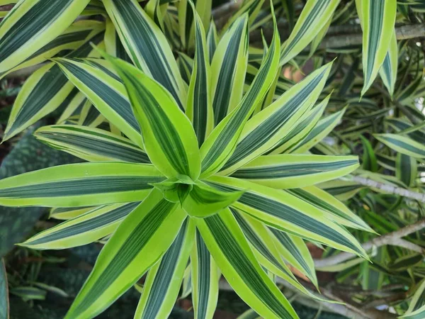 스파이더 플랜트 Spider Plant Parisian Lily 장식하는 사용되는 라틴어 Chlorophytum — 스톡 사진