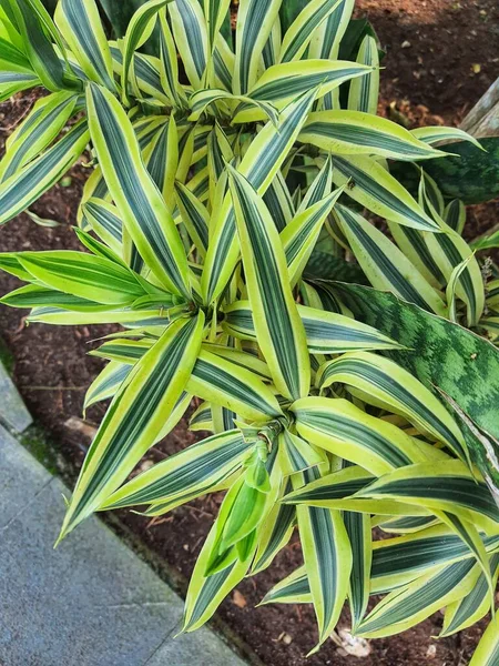 Póknövény Vagy Párizsi Liliom Egy Növény Latin Neve Chlorophytum Comosum — Stock Fotó