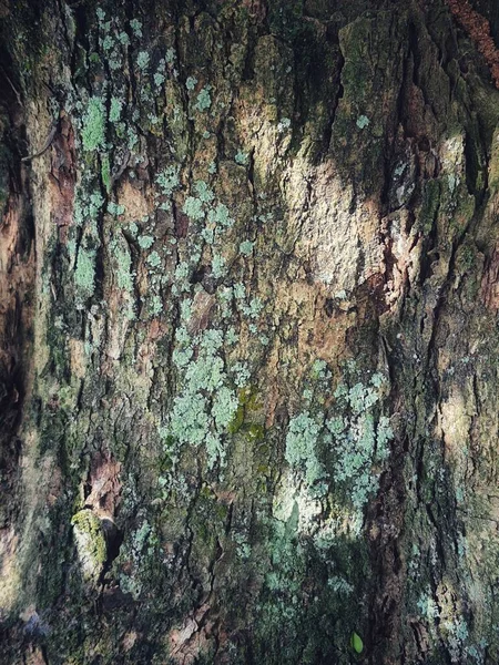 Кора Мха Дереве Мох Который Растет Палки Зеленые — стоковое фото
