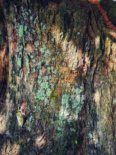 Кора Мха Дереве Мох Который Растет Палки Зеленые — стоковое фото