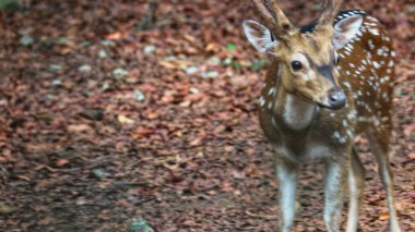 Ragunan Hayvanat Bahçesi 'nde bilimsel adı Axis axis olan Rusa Totol. Benekli geyik (