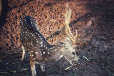 Ragunan Hayvanat Bahçesi 'nde bilimsel adı Axis axis olan Rusa Totol. Benekli geyik (