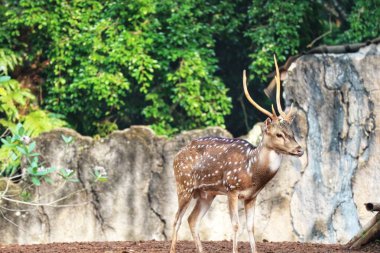 Ragunan Hayvanat Bahçesi 'nde bilimsel adı Axis axis olan Rusa Totol. Benekli geyik (