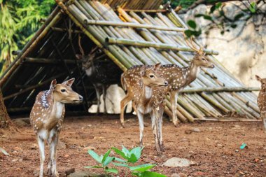 Ragunan Hayvanat Bahçesi 'nde bilimsel adı Axis axis olan Rusa Totol. Benekli geyik (